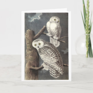 Snowy Owl von Audubon Karte