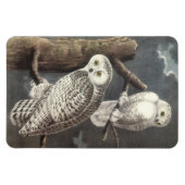 Snowy Owl von Audubon Magnet (Horizontal)
