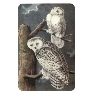 Snowy Owl von Audubon Magnet