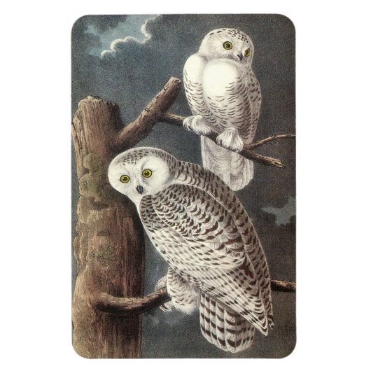 Snowy Owl von Audubon Magnet (Vertikal)