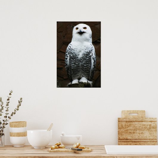 Snowy Owl wapcn Poster (Küche)