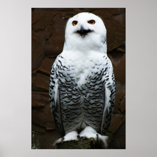 Snowy Owl wapcn Poster (Vorne)
