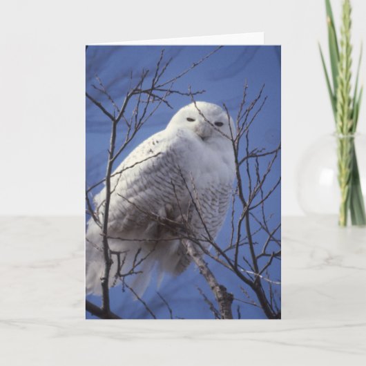 Snowy Owl - White Bird gegen Saphire Blue Sky Karte (Vorderseite)