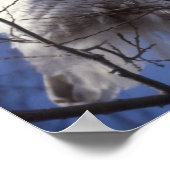 Snowy Owl - White Bird gegen Saphire Blue Sky Poster (Ecke)