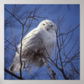 Snowy Owl - White Bird gegen Saphire Blue Sky Poster (Vorne)