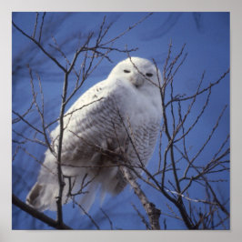 Snowy Owl - White Bird gegen Saphire Blue Sky Poster