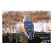 Snowy Owl Winking Fotodruck (Vorne)