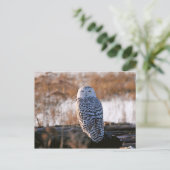 Snowy Owl Winking Postkarte (Stehend Vorderseite)
