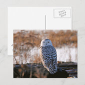 Snowy Owl Winking Postkarte (Vorne/Hinten)