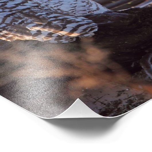 Snowy Owls Foto (Ecke)