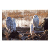 Snowy Owls Foto (Vorne)