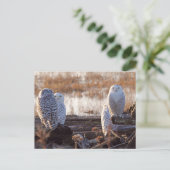 Snowy Owls Foto Postkarte (Stehend Vorderseite)