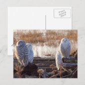 Snowy Owls Foto Postkarte (Vorne/Hinten)