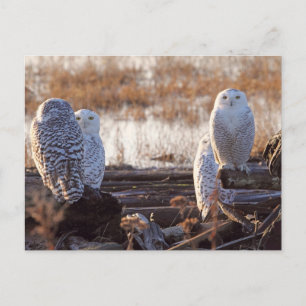 Snowy Owls Foto Postkarte