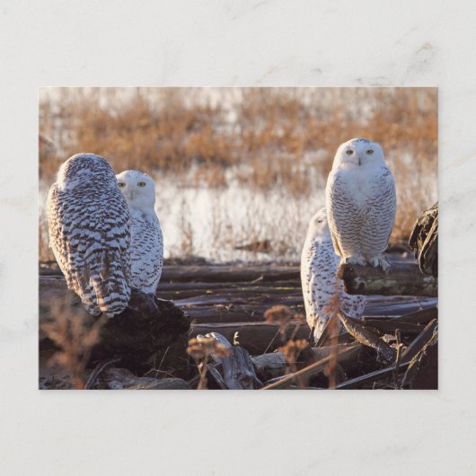 Snowy Owls Foto Postkarte (Vorderseite)
