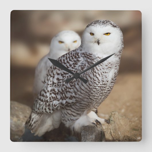 Snowy Owls Quadratische Wanduhr (Vorderseite)