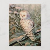 SNOWY OWY by SHARON SHARPE Postkarte (Vorderseite)