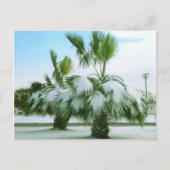 Snowy Palms in Seadrift Texas Postkarte (Vorderseite)