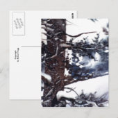 "Snowy Pine #2" Landstraßen Postkarte (Vorne/Hinten)