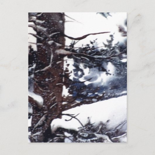 "Snowy Pine #2" Landstraßen Postkarte (Vorderseite)