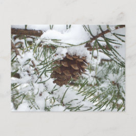 Snowy Pine Cone I Winter Nature Fotografy Postkarte