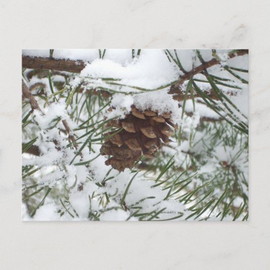 Snowy Pine Cone I Winter Nature Fotografy Postkarte (Vorderseite)