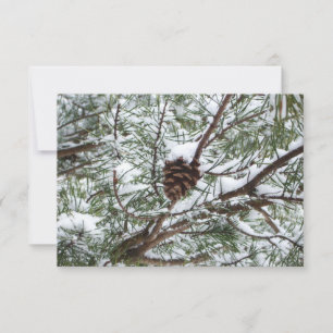 Snowy Pine Cone II Winterlandfotografie