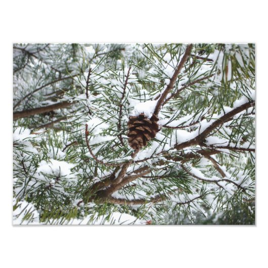 Snowy Pine Cone II Winterlandfotografie Fotodruck (Vorne)