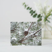 Snowy Pine Cone II Winterlandfotografie Postkarte (Stehend Vorderseite)