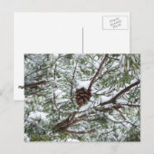 Snowy Pine Cone II Winterlandfotografie Postkarte (Vorne/Hinten)