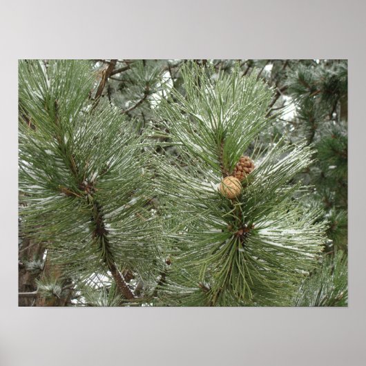 Snowy Pine Cones Poster (Vorne)