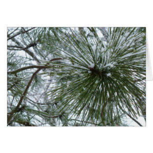 Snowy Pine Needles Winter Nature Fotografy