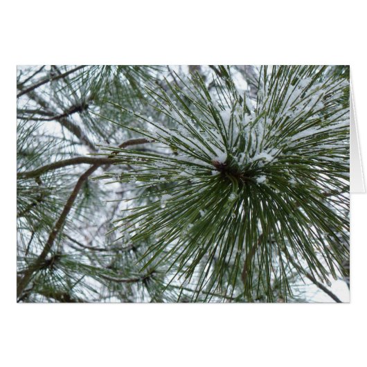 Snowy Pine Needles Winter Nature Fotografy (Vorderseite (Horizontal))