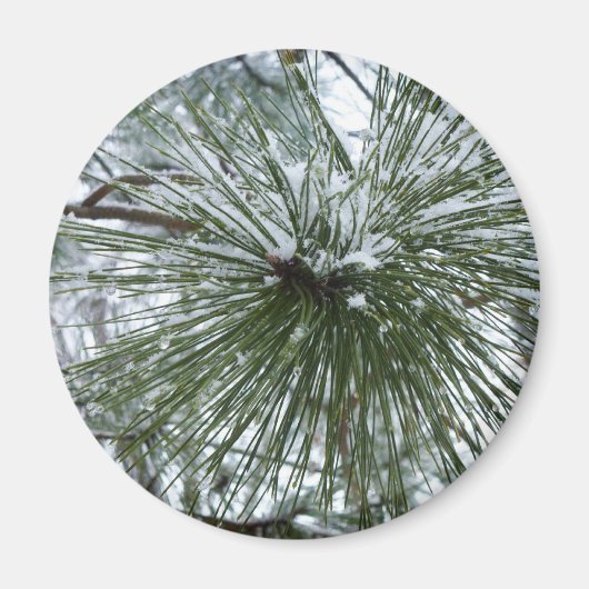 Snowy Pine Needles Winter Nature Fotografy Magnet (Vorne)