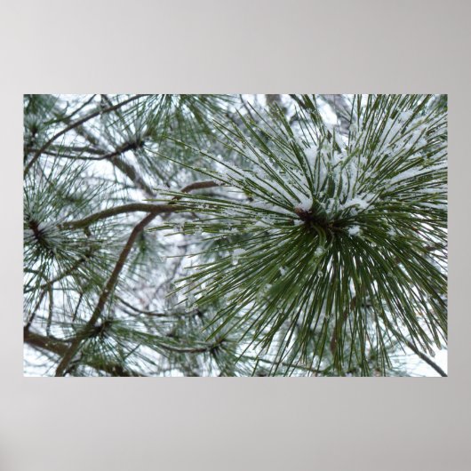 Snowy Pine Needles Winter Nature Fotografy Poster (Vorne)