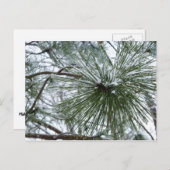 Snowy Pine Needles Winter Nature Fotografy Postkarte (Vorne/Hinten)