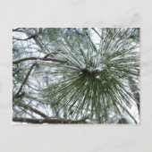 Snowy Pine Needles Winter Nature Fotografy Postkarte (Vorderseite)
