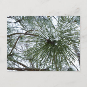 Snowy Pine Needles Winter Nature Fotografy Postkarte