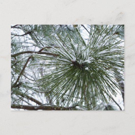 Snowy Pine Needles Winter Nature Fotografy Postkarte (Vorderseite)