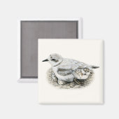 Snowy Plover mit Küken und Eiern Magnet (Vorderseite/Rückseite)