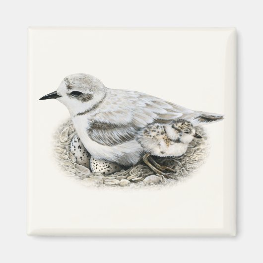 Snowy Plover mit Küken und Eiern Magnet (Vorne)