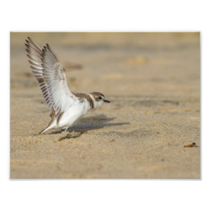 Snowy Plover Stretch Fotodruck