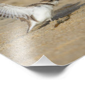 Snowy Plover Stretch Fotodruck (Ecke)