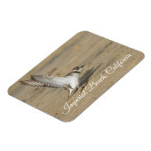 Snowy Plover Stretch Imperial Beach California Magnet (Linke Seite)