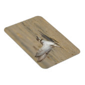 Snowy Plover Stretch Magnet (Rechte Seite)