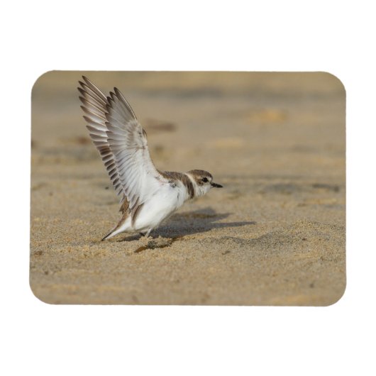 Snowy Plover Stretch Magnet (Horizontal)