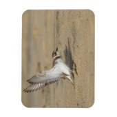Snowy Plover Stretch Magnet (Vertikal)