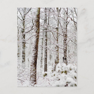 Snowy Pocono Woodlands Postkarte