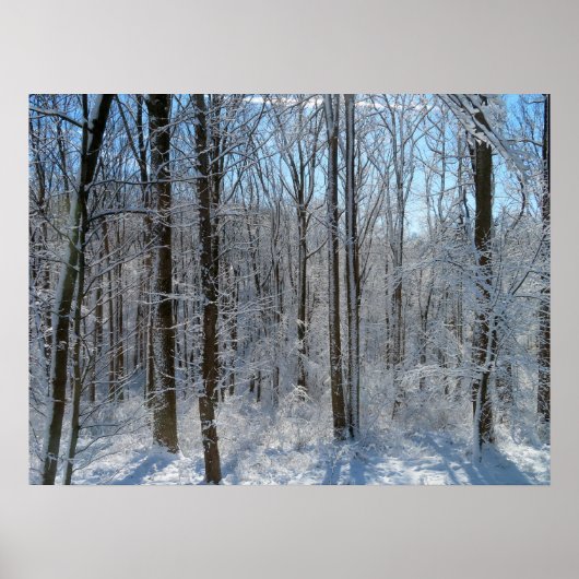 Snowy Poplar Forest I Poster (Vorne)