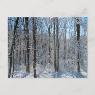 Snowy Poplar Forest I Postkarte